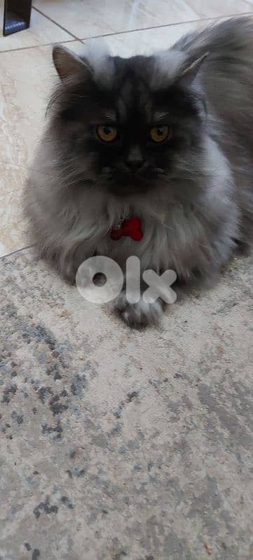 Hot offer. persion britch ,moderm/ longhair / Gib قط مخصي. /بداعي سفر 4