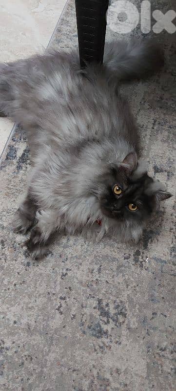 Hot offer. persion britch ,moderm/ longhair / Gib قط مخصي. /بداعي سفر 5