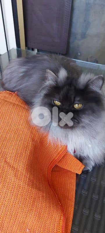 Hot offer. persion britch ,moderm/ longhair / Gib قط مخصي. /بداعي سفر 7