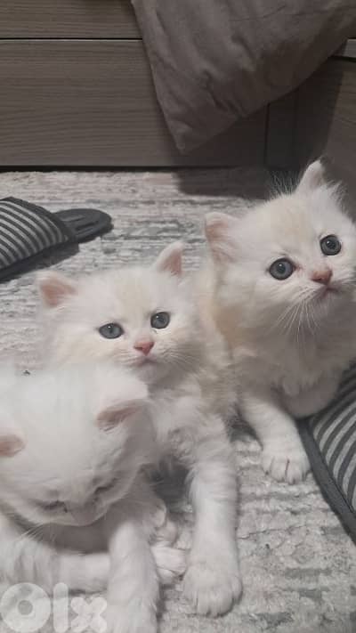 male kitten long hair british