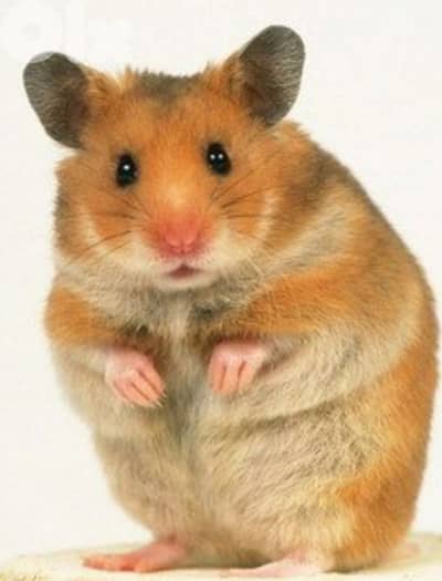 syrian hamster