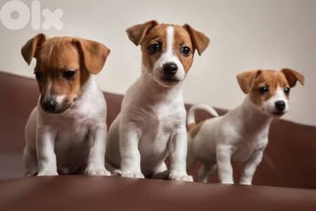 super jack russell puppies