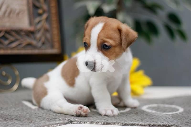 super jack russell puppies 1