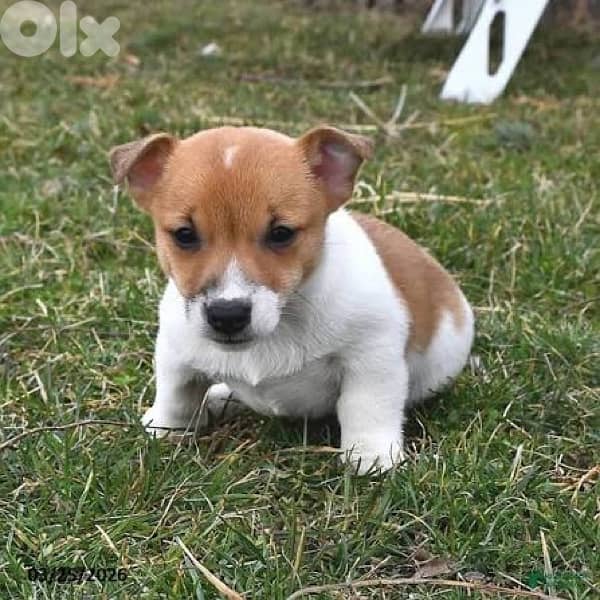 super jack russell puppies 2
