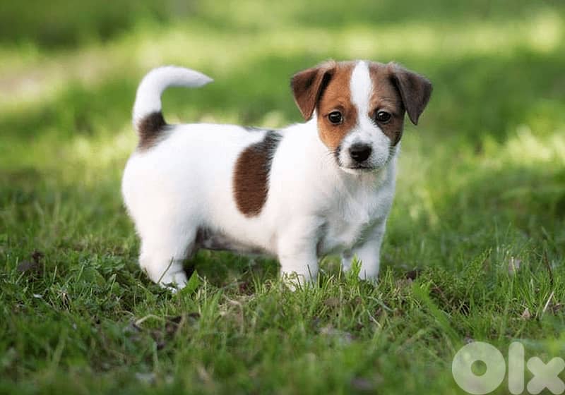 super jack russell puppies 3