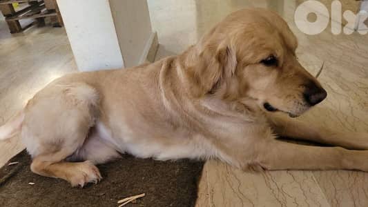 غولدن ريتريفر