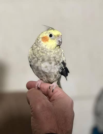 coackatiel with cage