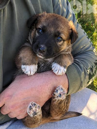 ذكر جيرمن مالينوا شيبرد