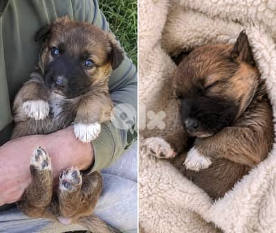 ذكر جيرمن مالينوا شيبرد