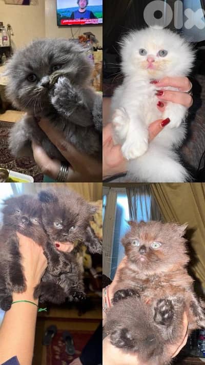 4 scottish kittens 100$ each !