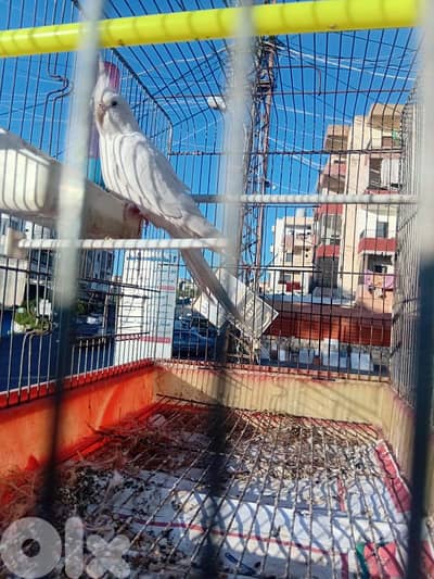 كروان البينيوم