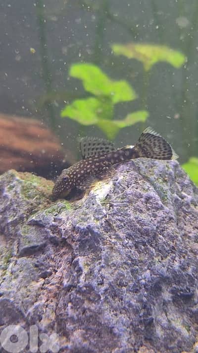 bristlenose pleco