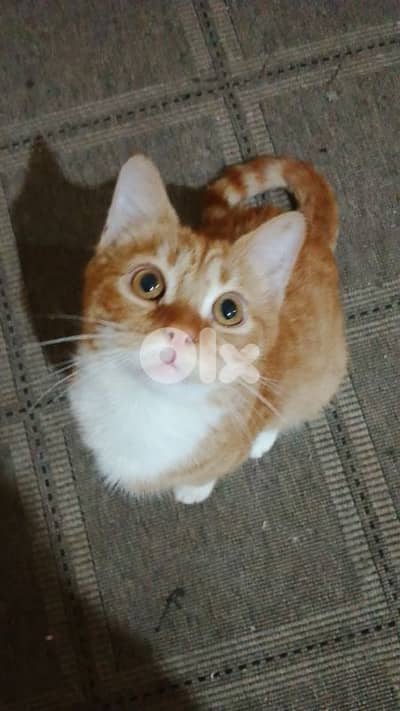 قط سكوتشي فولد أشقر عيون عسلية عمر ٥ شهور