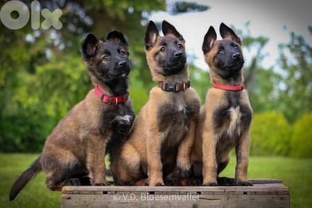 Athletic Belgian Malinois Puppies [dog كلاب]