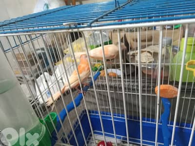 كنار فروخه بلدي