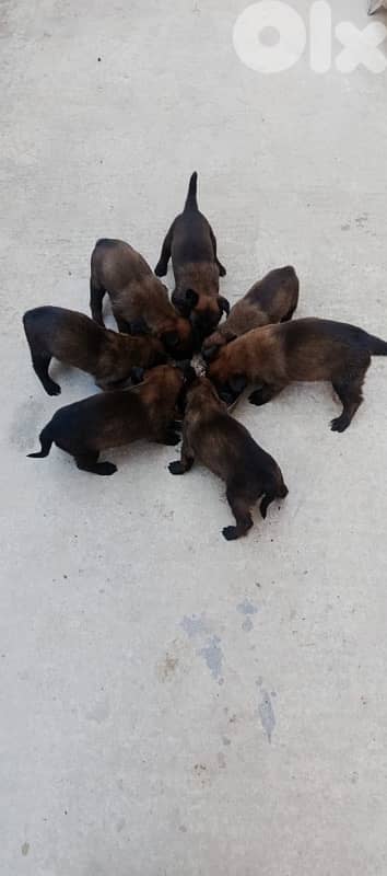 7 جراوي مالينوا للبيع