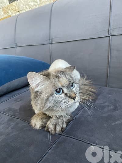 ذكر و انثي سيبيريان