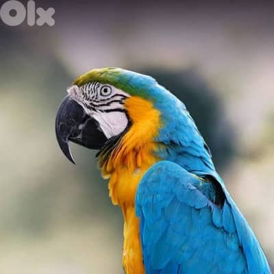Macaw