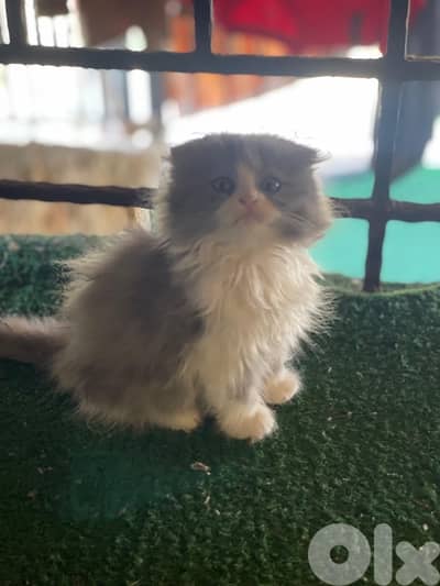 Marble males and females