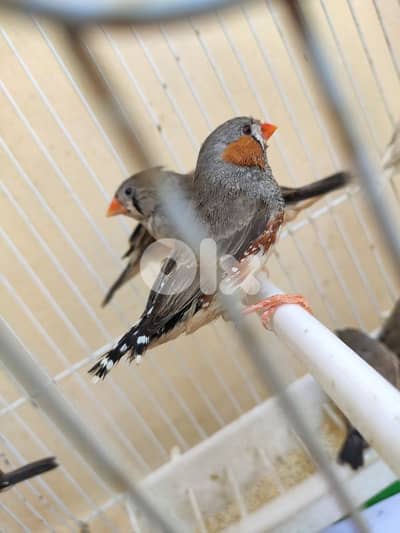 زوج زيبرا منتج مع الفراخ