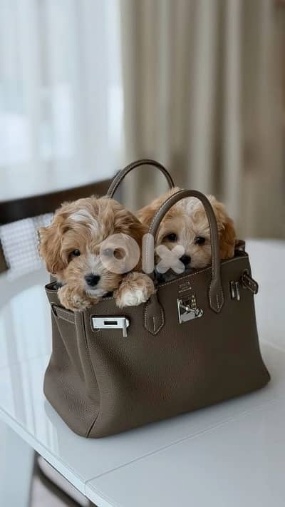 Charming Maltipoo puppies Available/In Store/Delivery/Dog/كلاب