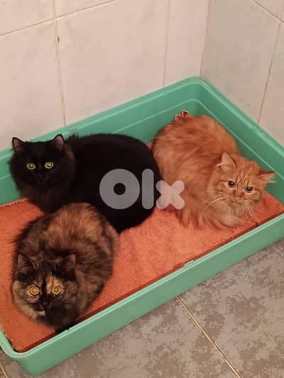 Sandy, Stella and Bagheera