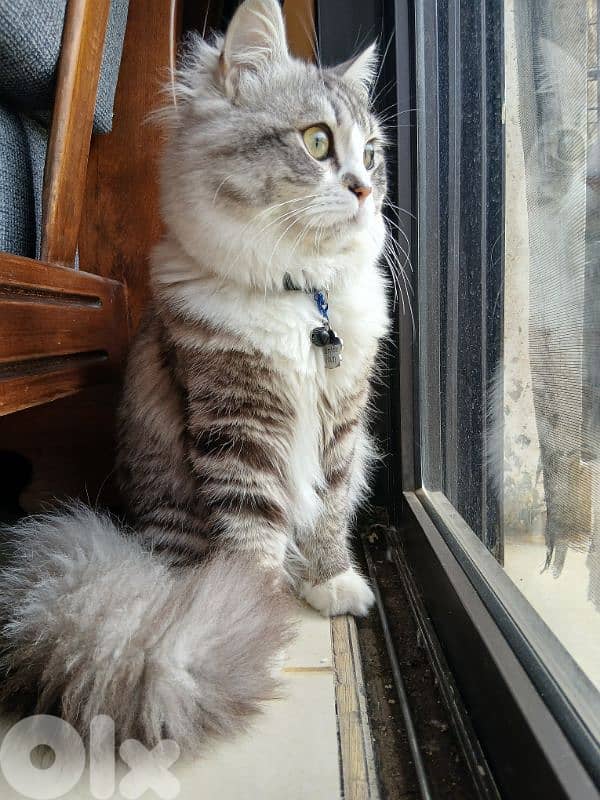 persion mix high quality silver tabby and white!!! 1