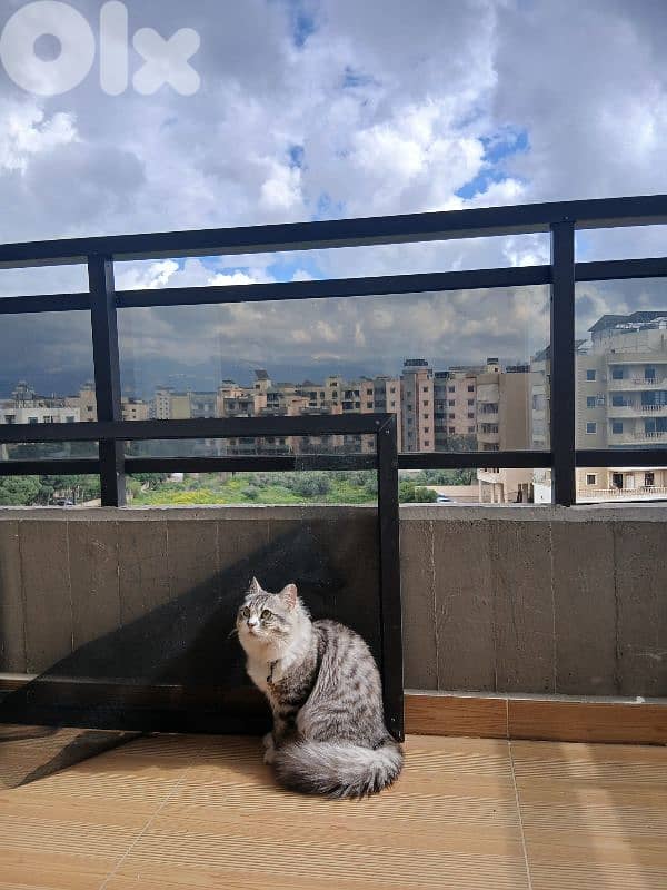 persion mix high quality silver tabby and white!!! 15