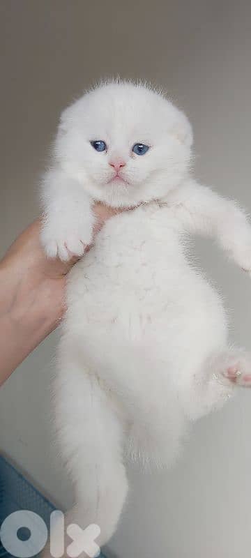 white scottish fold