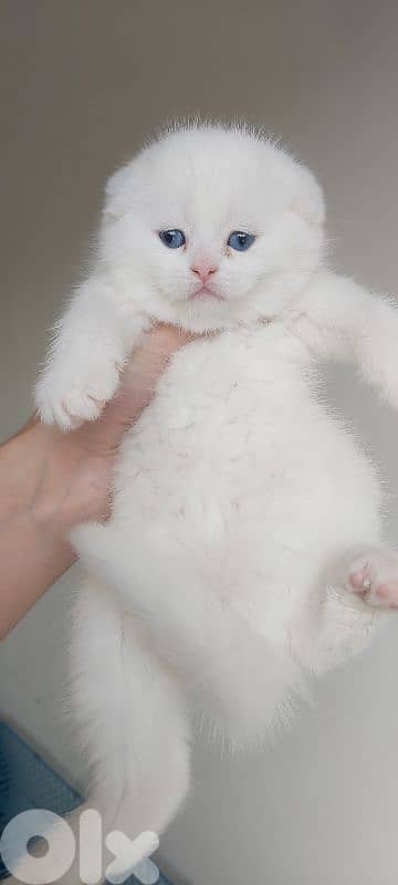 white scottish fold 1