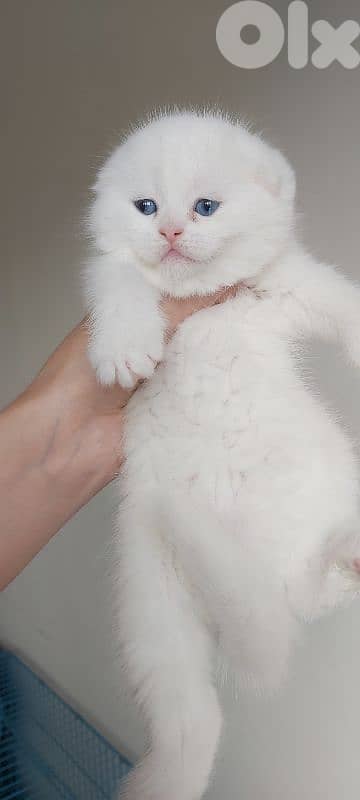 white scottish fold 2