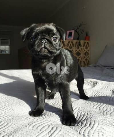 Beautifull Black Pug Puppy/Dog / Order Yours Today !!