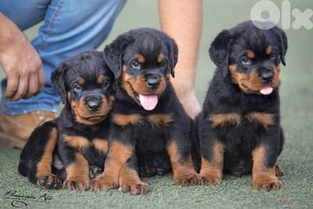 Strong Loyal Rottweiller Puppies Available / Delivery/ In Store