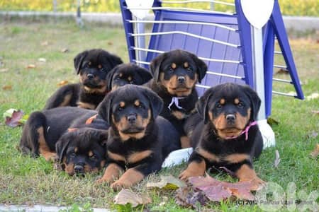 Rottweiller Puppies Availble / in store/ Dog / Delivery