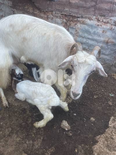 عنزات للبيع