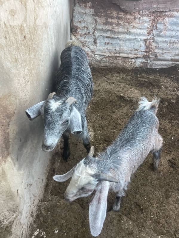 عنزات للبيع 2