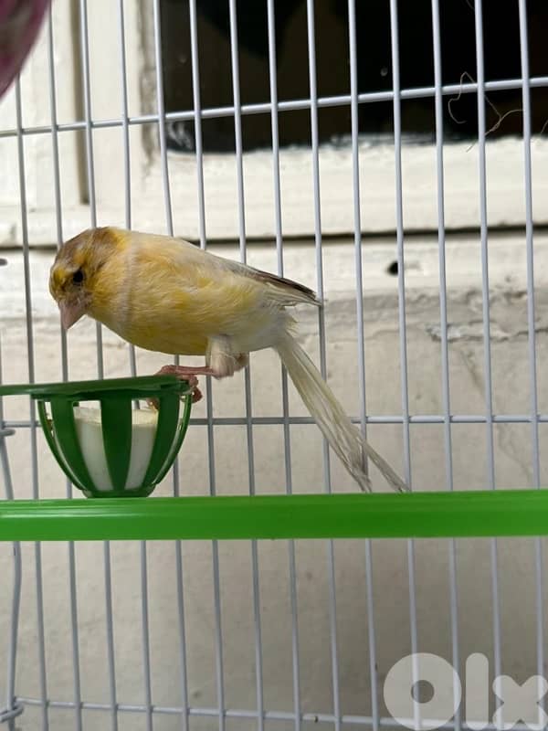canary 2