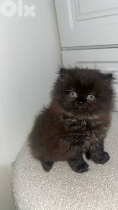 Exclusive premium kittens !!