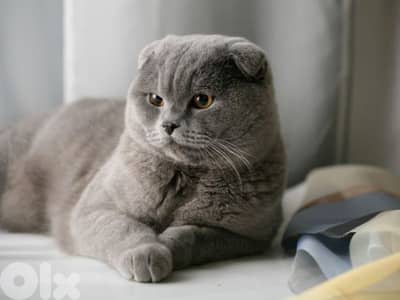 مخلفة جديد سكوتش