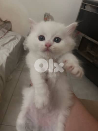 small white male kitten british+angora
