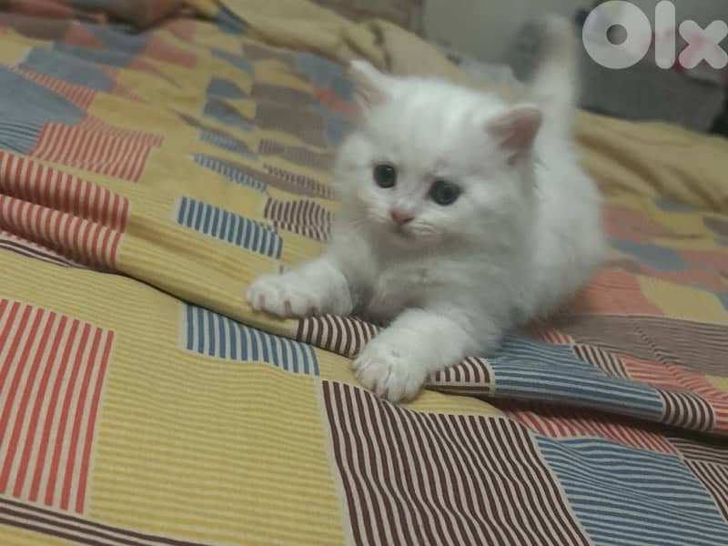 small white male kitten british+angora 1