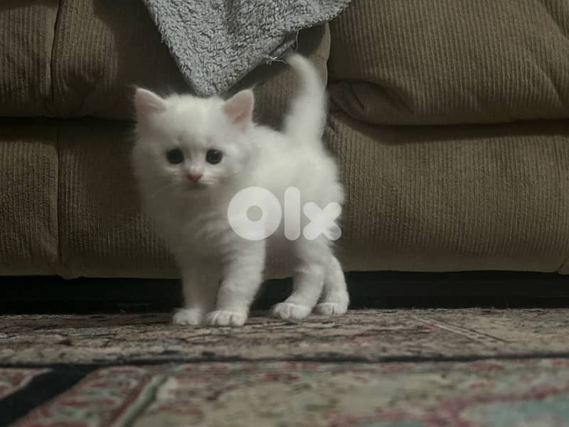 small white male kitten british+angora 2