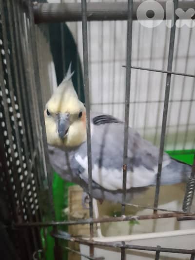 كروان سنة ونص مع قفصو 70$ دكوانة