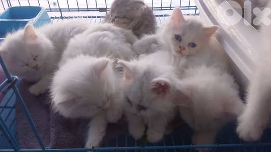 Persian snow white kittens