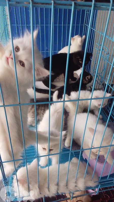 Persian snow white kittens 1