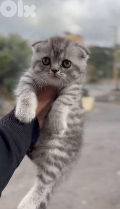 High quality sottish fold silver tabby