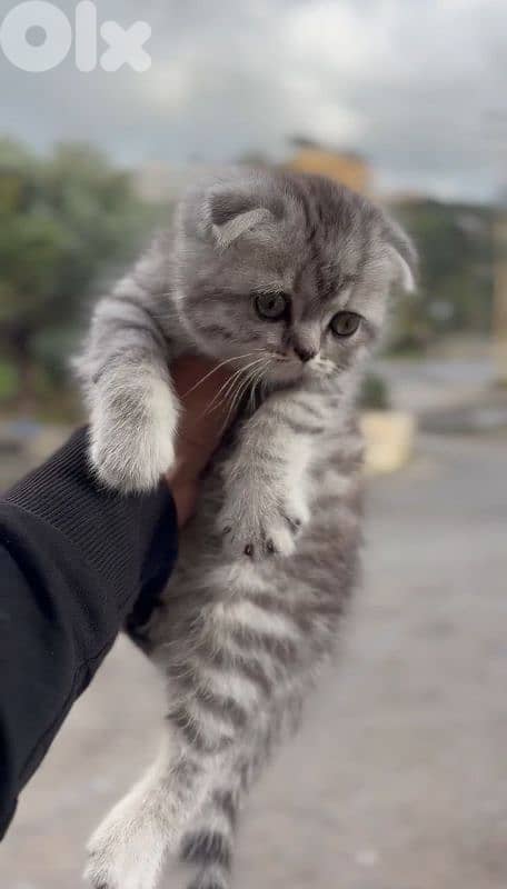 High quality sottish fold silver tabby 1