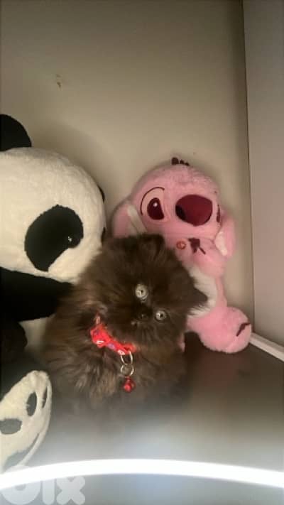 Exclusive premium kittens !!