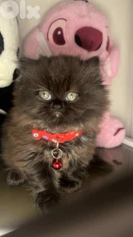 Exclusive premium kittens !! 1