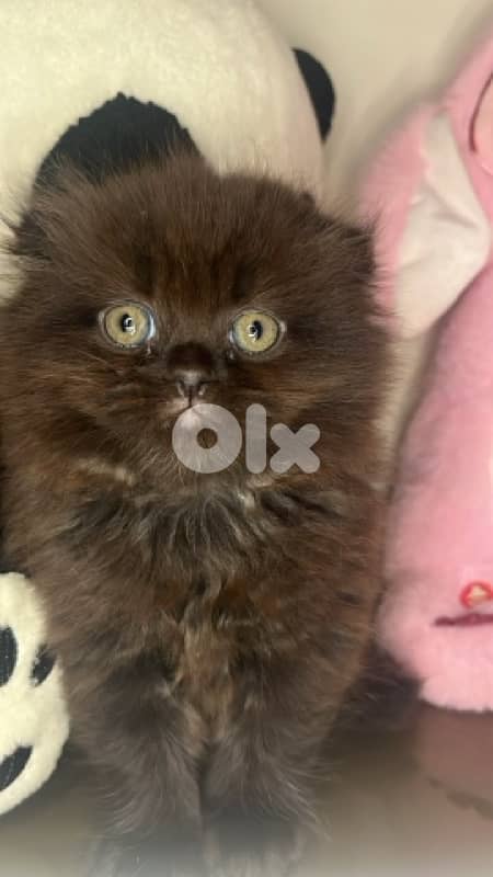 Exclusive premium kittens !! 2